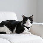 10 Pcs Cat Collar Breakaway - Image 7