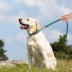 Didog Soft PU Leather Dog Collar, Stylish Quick Released Dog Collar - Image 3