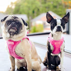 Best Pet Supplies - Image 7