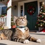 Cat Collar, 2 Pack Cat Collars Breakaway - Image 5