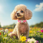 Girl Dog Collar for Small Dogs - Image 2