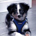 Best Pet Supplies Voyager Step-in Air Harness - Image 7