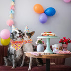 Elegant little tail Dog Collars - Image 6