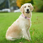 azuza Reflective Dog Collar, Soft Neoprene Padded Pet Collar - Image 5