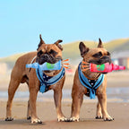 Mity rain Water Bottle Dog Toy - Image 2