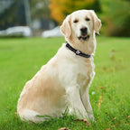 azuza Reflective Dog Collar, Soft Neoprene Padded Pet Collar - Image 5