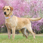 Unique Style Paws Metal Buckle Purple Blending Collar Gift - Image 3