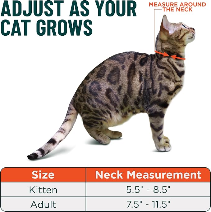 OutdoorBengal Red Breakaway Kitten Collar - Image 5