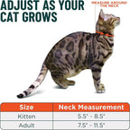 OutdoorBengal Black Breakaway Kitten Collar - Image 5