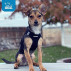 Best Pet Supplies Voyager Step-in Air Harness - Image 11