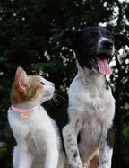 Cat Collar Breakaway with Bells, 3 Pack Safety Adjustable Pet Collars - Image 4