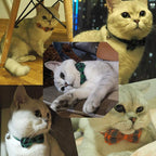 Pipidog Cat Collar Breakaway - Image 4