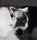 Reflective Cat Collar with AirTag Holders, with Bells, Solid & Safe Collars - Image 6