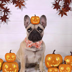 Halloween Dog Collar, Pet Collar Dog Bow Pumpkin Girl Boy Holiday Pet Collar - Image 6