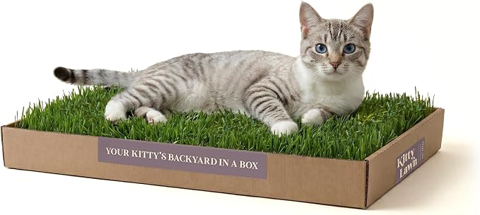 Kitty Lawn Real Grass Cat Window Perch by DoggieLawn