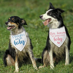 2 Packs Baby Announcement Dog Bandana Our Humans are Getting Us a Baby Gender - Image 6
