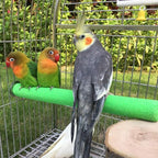 Bird Perch Rough-surfaced Nature Wood Stand Toy Branch - Image 7