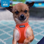 Best Pet Supplies Voyager Step-in Air Harness - Image 11