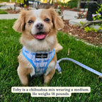 Lucy & Co. Cute Reversible Dog Harness Walking Halter - Image 5