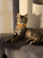 2 Pack Soft Corduroy Cat Collars - Image 4