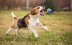 Snug Rubber Dog Balls for Small and Medium Dogs - Image 4