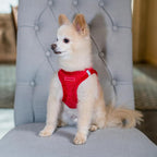 Best Pet Supplies - Image 7