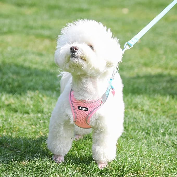 AIITLE Small Harness for Puppy - Image 3