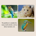 2Pcs Solid Wood Parrot Stand and Small Animal Climbing Platform - Image 6