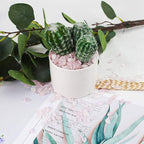 JOHOUSE Rose Quartz Crystals, 1lb Pink Crushed Rose Quartz Chips Bulk Tumbled - Image 3