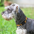 Joytale Reflective Dog Collar, Soft Neoprene Padded, Metal D-Ring, Nylon Pet - Image 2