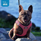 Best Pet Supplies Voyager Step-in Air Harness - Image 9