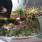 10LB Succulent and Cactus Pebbles, 1/5 Inch Jade Natural Decorative Polished - Image 6