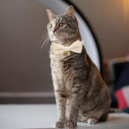 Cotton Breakaway Cat Collar - Image 7