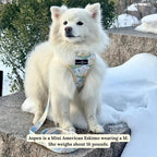 Lucy & Co. Sunshine and Daffodils Reversible Dog Harness, Adjustable Comfort Fit - Image 4