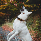 Fall Dog Collar, Halloween Dog Collars - Image 5