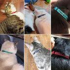Personalized Nylon Cat Collar Breakaway - Image 7