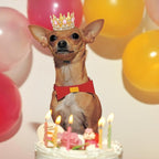 Abbylike Pet Rhinestone King Crown, Queen Crown - Image 7