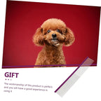 POPETPOP Portable Multi-function Pet Comb - Image 9