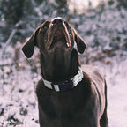 Hikiko Reflective Martingale Dog Collars - Image 2