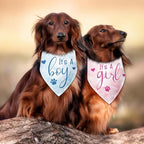 2 Packs It's a Boy and It's a Girl Gender Reveal Dog Bandana Baby Announcement - Image 5