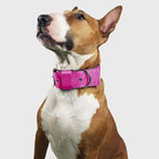 Heavy Duty Tactical Dog Collar - Image 6
