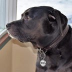MYLUCKYTAG QR Code Pet ID | Personalized Dog & Cat Collar Tag | Online Profile - Image 3