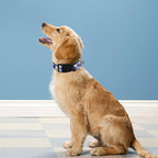Reflective Dog Collar, Adjustable Soft Neoprene Padded Nylon Pet Collars - Image 2