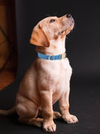 Soft Cotton Dog Collar with Metal Buckle Adjustable Heavy Duty Comfy Corduroy - Image 4