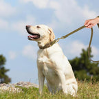 Didog Soft PU Leather Dog Collar, Stylish Quick Released Dog Collars - Image 3