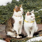 ARING PET 2 Pack Cat Collars-Cute Breakaway Cat Collar - Image 4