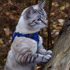 Voyager Escape-Proof Step-in Lock Cat Harness & 5ft Neoprene-Handle Leash Set - Image 6