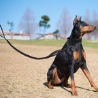 Tactical Dog Collar Set, Adjustable Military Training Nylon Dog Collar - Image 7