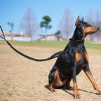 Tactical Dog Collar Set, Adjustable Military Training Nylon Dog Collar - Image 7