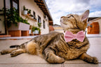 Cat Collar Breakaway with Bell and Removable Bow Tie Safety Buckle Velvet - Image 7